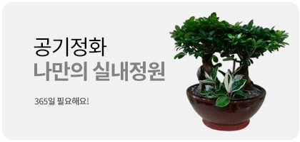 공기정화식물