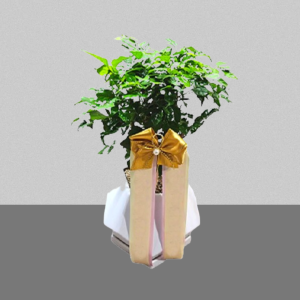 녹보수1호