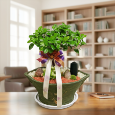 팬다벤자민분재2호