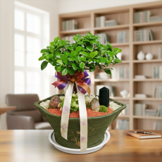 팬다벤자민분재2호