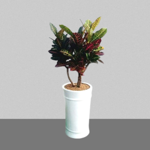 크로톤2호