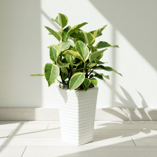 뱅갈고무나무1호