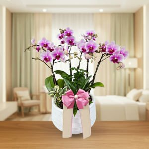 핑크호접란 2호