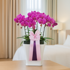 핑크호접란 3호