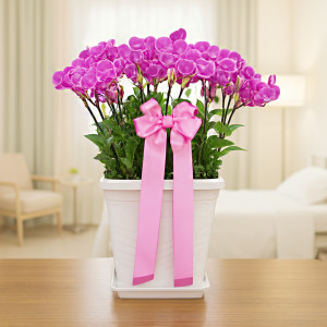 핑크호접란특대2호