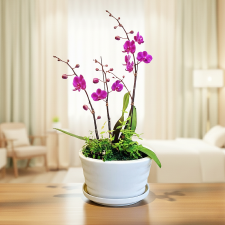 만천홍[미니호접]1호